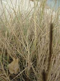 Image result for Sporobolus spicatus