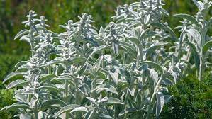 Check spelling or type a new query. 16 Silver Foliage Plants To Brighten Your Landscape
