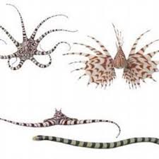 Octopus diminutus kaneko & kubodera, 2008 3 octopus favonius gray, 1849. Mimic Octopus Mimic Octopus Twitter