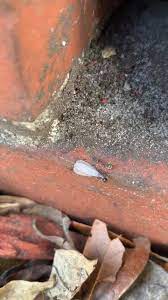 Southern fumigation & pest control. Southern Fumigation And Pest Control Inc 142 Photos Business Service 522 E Macclenny Ave Macclenny Fl 32063