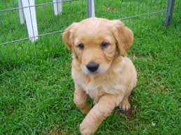 Both parents are health tested for hips, elbows, eyes and hearts. Beautiful Dark Golden Retriever Pups For Sale Umberleigh Devon Pets4homes