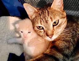 Mom cat meowing talks feeds cares and loves her. Stray Cat Meows With Joy When Reunited With Her Kittens At Shelter Love Meow