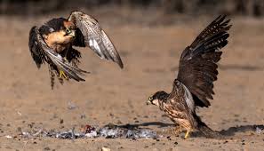 Средиземноморские соколы делят добычу | Пикабу