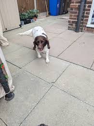 Profile for Loyal Dude with Hajni Peter