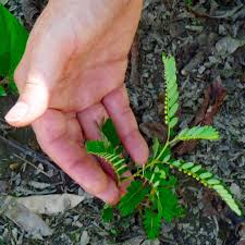 Image result for Phyllanthus udoricola