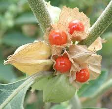 Image result for Withania somnifera