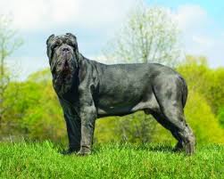 Dogs for sale near napoleon, ohio giant schnauzer pups quaility bred lima, oh (46 mi) Neapolitan Mastiff Dog Breed Profile Petfinder