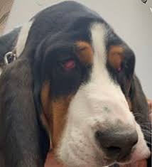 Puppy comes with 1st shots, 6 week full veterinary check & all clinical records from our local veterinary clinic. Basset Hound Wikipedia