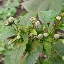 Image result for Spilanthes
