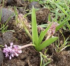 Image result for Ledebouria cooperi