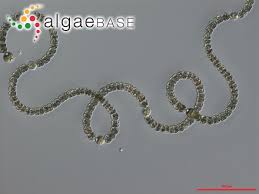 Image result for Thesium dolichomeres