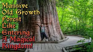 We did not find results for: Grove Of The Patriarchs Trail Mt Rainier National Park Beautiful Old Growth Forest Youtube