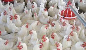 Dintre ideile de afaceri cu fonduri europene aceasta poate fi una dintre cele mai complexe, dar si cu cel mai ridicat grad de creativitate. Idei De Afaceri La È›arÄƒ FermÄƒ De Pui ConstruitÄƒ De La Zero Cu Fonduri Europene Nerambursabile Prin Pndr Stiriagricole Ro