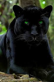 Yesil Gozlu Panter In 2020 Best Background Images Big Cats Cats