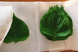 エゴマの葉をピリ辛味付けの胡麻醤油漬けにするとオールマイティーに活躍
