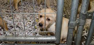 Sometimes we know what they are mixed with; Exclusive View Photos From Our Yellow Lab Rescue Aspca