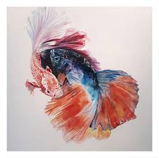 Denizayiks In Yetenekli Ellerinden Betta 100x110 T U A B 2018 Kutudasanatvar Ayliksanatkutusu Animals Rooster