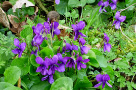 Violet Color Wikipedia