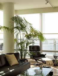 Wir bieten auch verwandte artikel über grosse palme wohnzimmer wie innenarchitektur, außendesign, landschaftsarchitektur, luxuslebensstil und. Kentia Palme Exotisch Und Popular