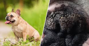 This balm comes in a metal box and it can be applied on nose, elbows, and other places on your pet's body for treating irritations. 6 Natural Ingredients To Soothe Your Frenchie S Dry Cracked Nose