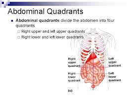 In anatomy and physiology, you'll learn about the four abdominal quadrants and nine abdominal regions. Abdominal Quadrants