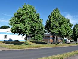 Dänisches bettenlager highboard modell herkules, eiche massiv wie neu. Burgdorf Abriss Fur Aue Sud Verzogert Sich