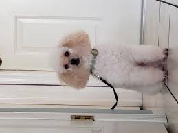 Pašreizējā versija ir 5.1, kas izlaista april 28, 2019. Apricot Mini Poodle Stud In Spring Hill Florida Hoobly Classifieds Mini Poodles Poodle Guide Dog