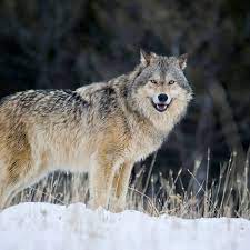 Arctic wolf invented the concept of concierge security ®. Gray Wolves Win In Historic Colorado Election The Verge