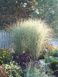 Variegated Maiden Grass Plants Grasses Landscaping Miscanthus Morning Light
