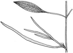 Image result for Potamogeton octandrus