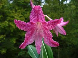 Image result for Hippeastrum sp. cultivars