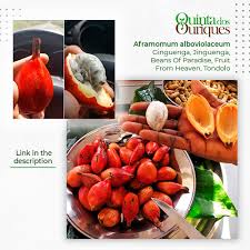 Image result for Aframomum alboviolaceum