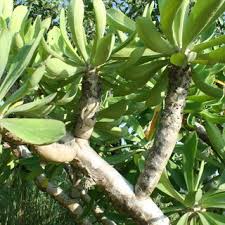 Image result for Kotschya sp.no.A