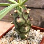 Image result for Euphorbia platyrrhiza