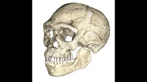 Prehistoric homo sapiens not only made and used stone tools, they also specialized them and made a variety of smaller, more complex, refined and specialized tools including composite stone tools, fishhooks and harpoons, bows and arrows, spear throwers and sewing needles. Oldest Homo Sapiens Fossils Discovered Cnn