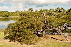 Image result for Terminalia mollis