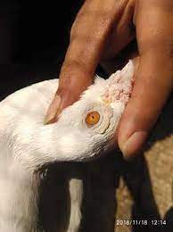 Maybe you would like to learn more about one of these? Galiff Street Pet Market Of Kolkata Home Facebook