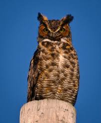 Check spelling or type a new query. Column Great Horned Owls May Be Hooting On Halloween Chicago Tribune