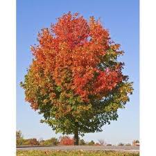 When you find an october glory. Trees Ca Orders Ship Bare Root Nov March Only Live Fall Tree Red Maple Tree 1 2 Ft Quart Pot October Glory Maple Patio Lawn Garden