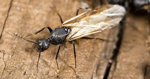 If the ants appear to be. What S More Destructive A Carpenter Ant Or A Termite