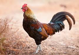 We did not find results for: Fase Metamorfosis Ayam Cara Berkembang Biak Dan Jenisnya