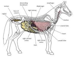 Pin Em Veterinary Medicine