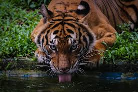 Its aquarium tunku abdul rahman aquarium is a very popular attraction. Yapeim Launches Fund To Help Save Zoo Negara Animals Amid Pandemic Malaysia Malay Mail