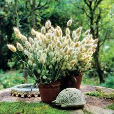 Maybe you would like to learn more about one of these? Bunny Tails Ornamental Grass Seeds Park Seed