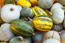Botanists classify pumpkins by studying their fruits, leaves, color, size, and stems. Pumpkin Harvesting On The Field Different Types Of Pumpkin Stock Photo Picture And Royalty Free Image Image 22360257