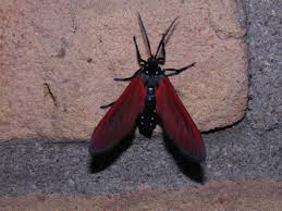 Image result for Empogona sp. A