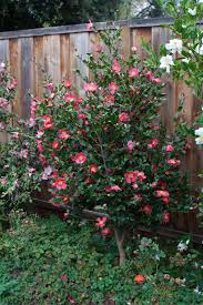Yuletide 071101 094923 Yuletide Camellia Planting Flowers Southern Landscaping