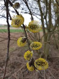 Salix Caprea Salweide Im Fruhjahr Ein Grosser Bienenmagnet Salix In Spring A Great Bee Magnet Wildbienen Pflanzen Salweide