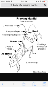 The spraying mantis ™ hopper gun is a precision tool designed to spray wall textures, ceiling textures and ceiling acoustics utilizing a compressor that produces 2.3 … Jaclyn Mcneil On Twitter Just Got Measured For A Bridesmaids Dress And The Girl Told Me I Had The Body Of A Praying Mantis Had To Google It And Now I M Concerned