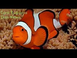 Dan tentunya ikan nemo yang langsung didapatkan dari. Gampang Begini Cara Budidaya Ikan Nemo Youtube